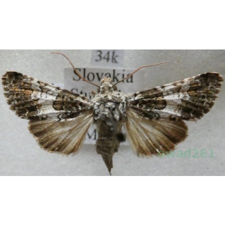 Hadena compta (Denis & Schiffermüller, 1775) Ponocnica udatnica Slovakia34k